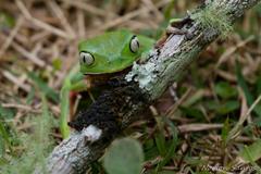 Phyllomedusa distincta