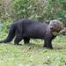Tayra - Photo (c) Norton Santos, some rights reserved (CC BY-NC), uploaded by Norton Santos