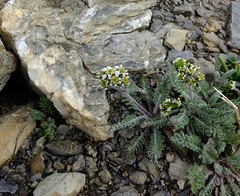 Achillea nana