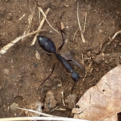 Camponotus etiolipes