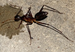 Camponotus etiolipes