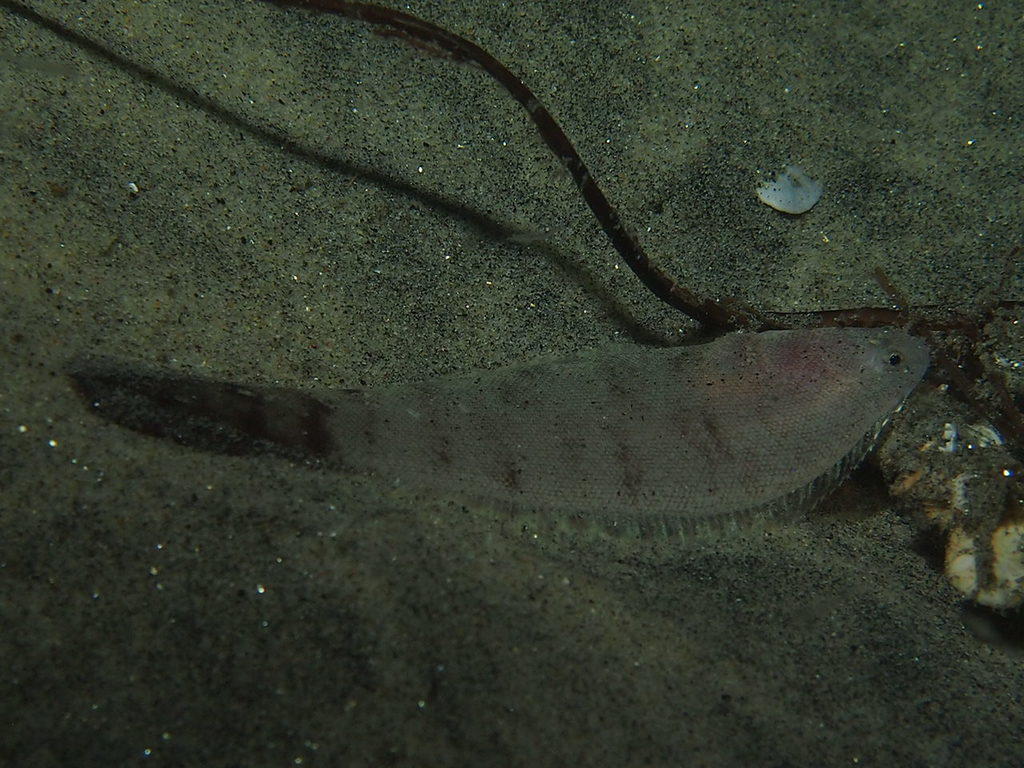 Californische tongschar (Symphurus atricaudus) — Cynoglossidae