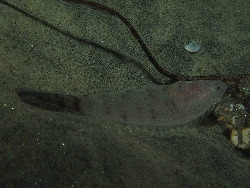 California tonguefish (Symphurus atricaudus) — Cynoglossidae