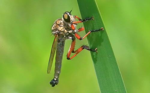 Colepia naevia