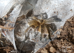 Harpactirinae