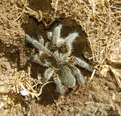 Harpactirinae