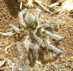Harpactirinae