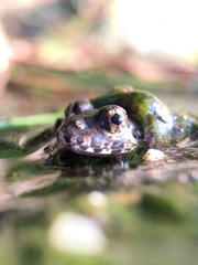 Fejervarya kawamurai