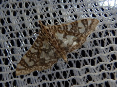 Glyphodes onychinalis