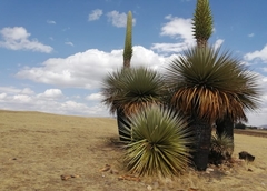 Puya raimondii