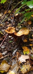 Agaricales