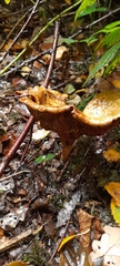 Agaricales