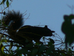 Sciurus aureogaster