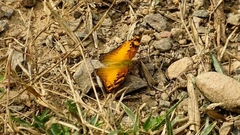 Vagrans sinha