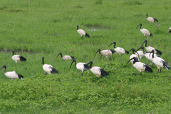 Threskiornis aethiopicus