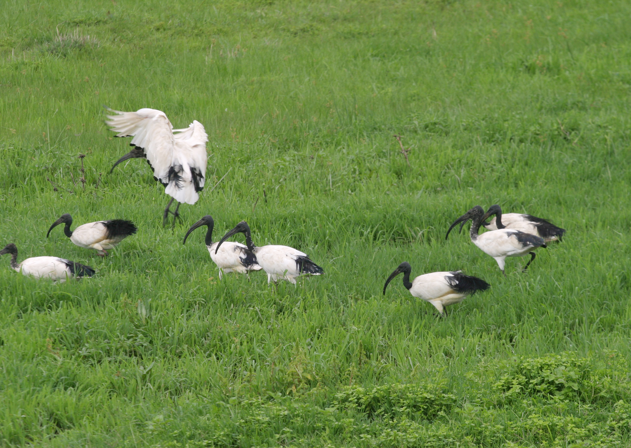 African Sacred Ibis