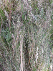 Helictotrichon desertorum