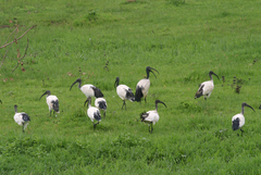 Threskiornis aethiopicus