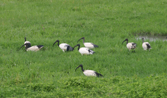 Threskiornis aethiopicus