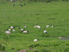 Threskiornis aethiopicus