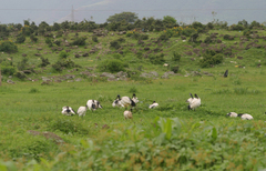 Threskiornis aethiopicus