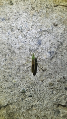 Leptocorisa chinensis