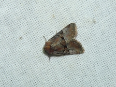 Mesoligia literosa