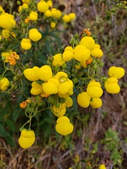 Calceolaria