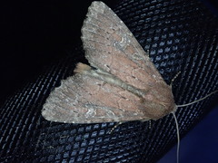 Apamea lateritia