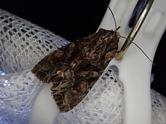 Lacanobia contrastata