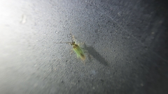 Cyrtorhinus lividipennis