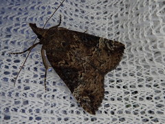 Hypena tristalis