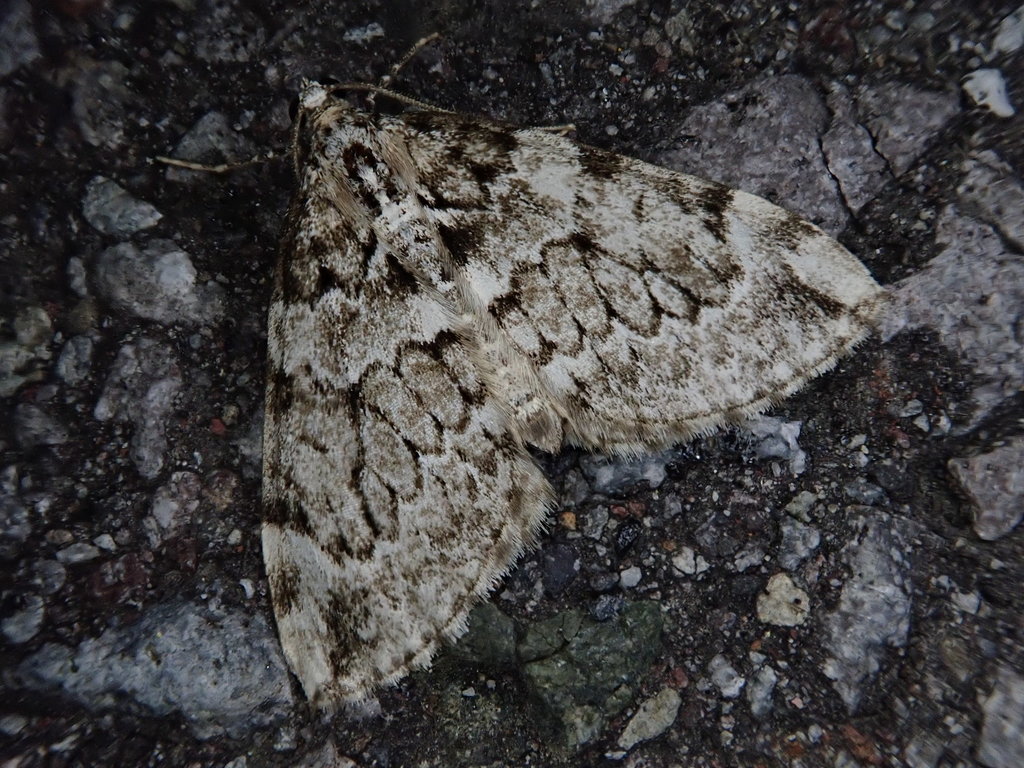 Heterothera quadrifulta
