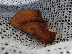 Ptilodon robusta