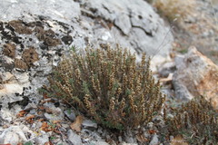Veronica taurica
