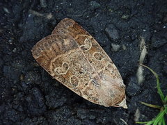 Sineugraphe bipartita