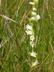 Spiranthes perexilis