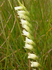 Spiranthes perexilis