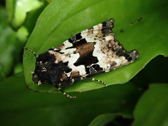 Phlogophora illustrata