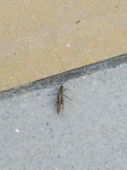 Glyptobothrus