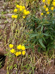 Calceolaria