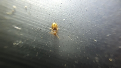 Psammoecus triguttatus