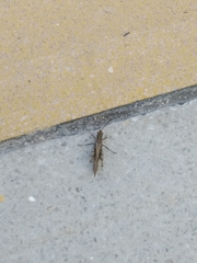 Glyptobothrus