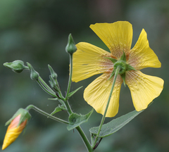 Abutilon persicum