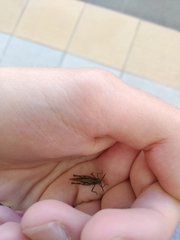 Glyptobothrus