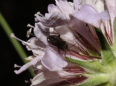 Lepidargyrus ancorifer