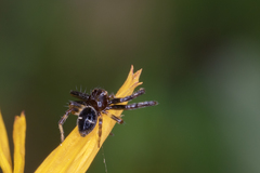 Synema globosum