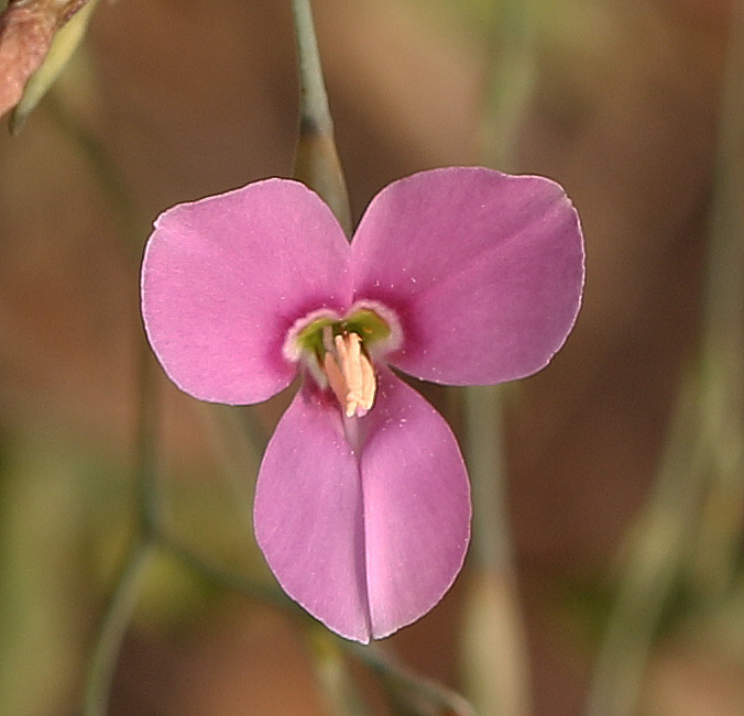 Spreading Canscora