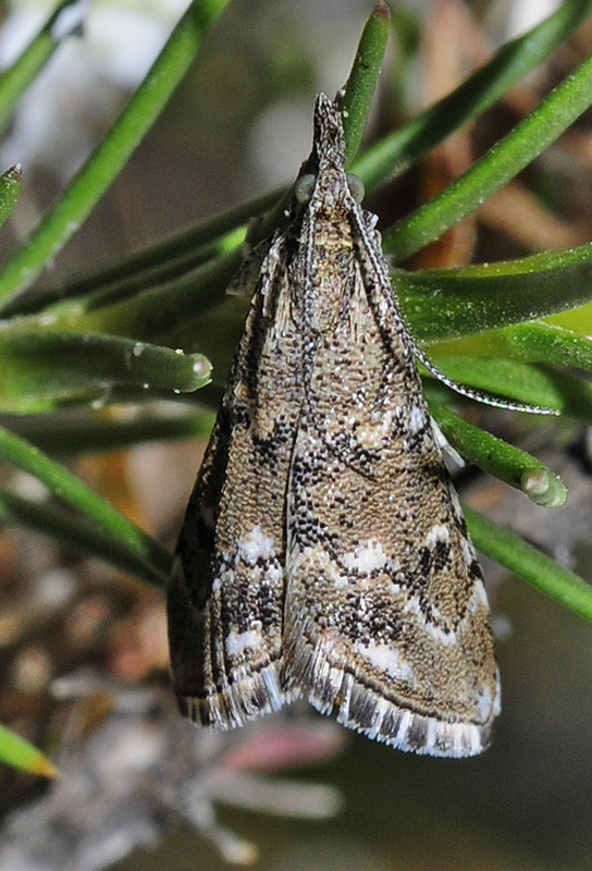 Hyperlais rivasalis