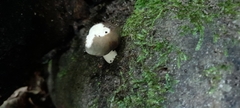 Agaricales